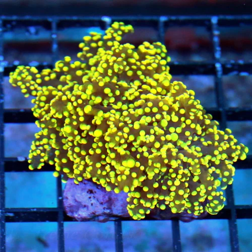 4X3 OCTOSPAWN-NEON NEON GLOWING LIGHT ORANGE BRANCHING OCTOSPAWN-AWESOME COLOR!!!