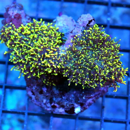 4X3.5 HAIRY RHODACTIS MUSHROOM-VERY VERY NICE NEON GREEN AND PURPLE HAIRY RHODACTIS MUSHROOM ROCK