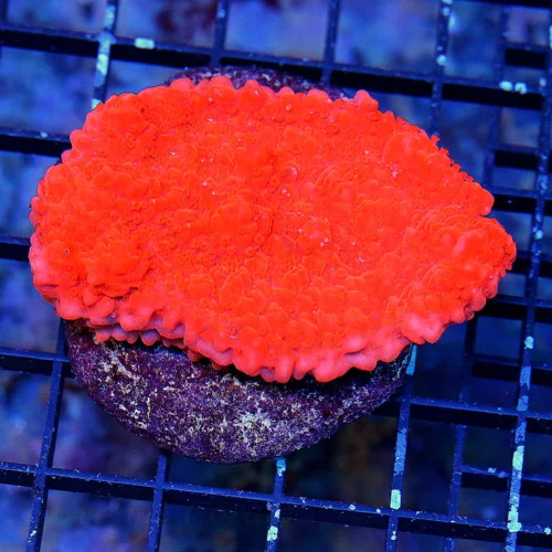 4X3 MONTIPORA DANAW-VERY VERY NICE MULTICOLORED PINK RIMMWS NEON RED MONTIPORA DANAE
