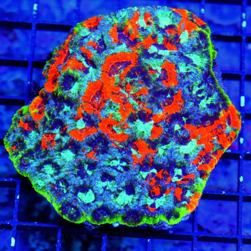 4.5X4.5 ACANTHASTREA ECHINATE-SCOTT'S PICK OF DAY-SUPER ULTRA ULTRA COLORED ULTIMATE SHOWPIECE ORANG