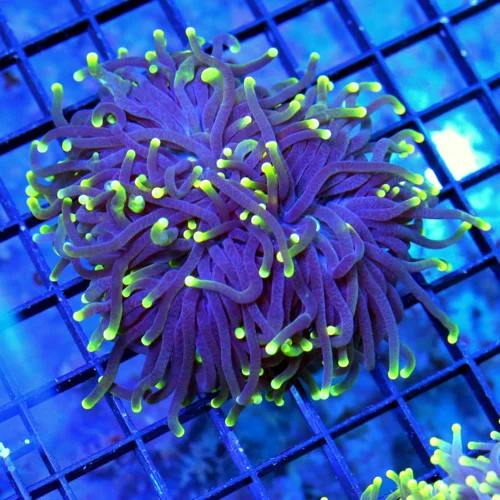 4X4 TORCH CORAL-SUPER COOL ULTRA PURPLE TENTACLED NEON YELLOW TIPPED ULTRA GRADE TORCH-INCREDIBLE CO