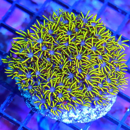3.5" GREEN STAR POLYPS-VERY NICE SHAPE SIZE AND COLOR-GREEN STAR POLYP ROCK