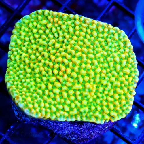 3" MONTIPORA DANAW-VERY VERY NICE MULTICOLORED ORANGE AND NEON GREEN MONTIPORA DANAE