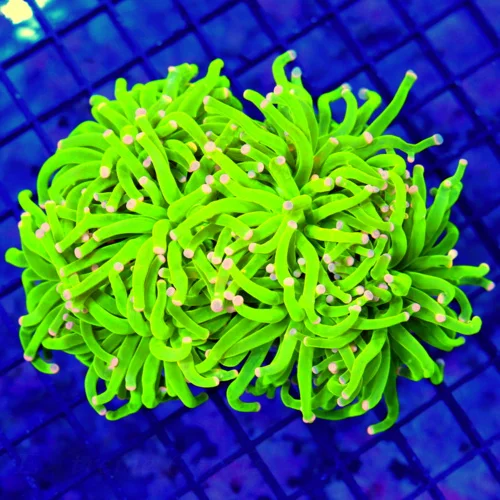 5.5X5-MALYASIAN TORCH-COLLECTORS ITEM-FIRST TRUE ULTRA COTTON CANDY MALYASIAN TORCH I HAVE HAD IN YE