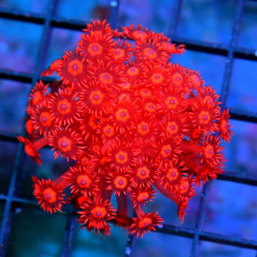 2.5" ULTRA RED GONIOPORA-OUT OF THIS WORLD FIRECRACKER ENGINE RED ULTRA COLORED ULTRA GRADE SUPER IN