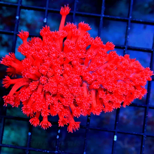3.5" ULTRA RED GONIOPORA-OUT OF THIS WORLD FIRECRACKER ENGINE RED ULTRA COLORED ULTRA GRADE SUPER IN