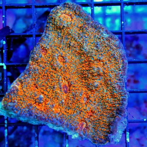 3.5X3 ECHINOPHYLLIA-ULTRA ORANGE DRAGONS BREATH ULTRA COLORED ECHINOPHYLLIA CHALICE-COLLECTOR COLOR!