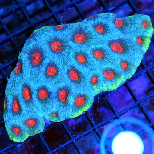 4.5X3 ACANTHASTREA ECHINATA-HANDPICKED BY SCOTT GREEN RIMMED VERY RARE SUPER BLUE ORANGE EYED BLUE R
