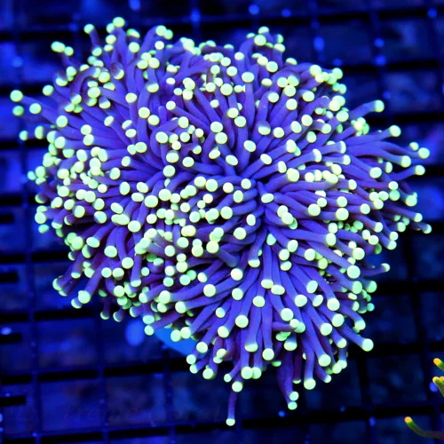 5.5X5 XL TORCH-MY FAVORITE COLORED TORCH IN HOBBY-ONLY GET A FEW OF THESE A YEAR-BAD TO THE BONE!!