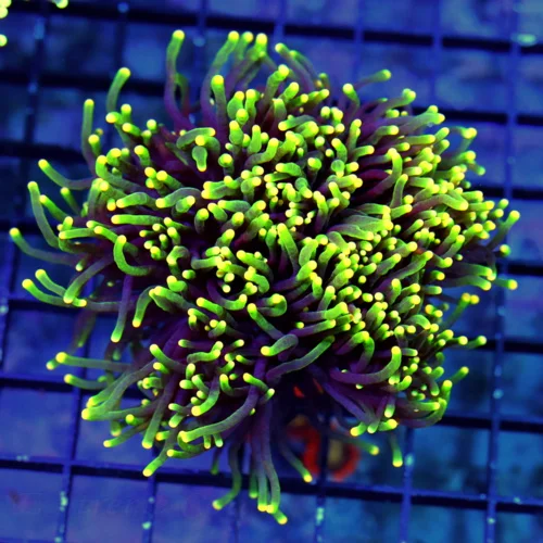 5.5X5.5 XL TORCH-INCREDIBLE WESTERN AUSTRALIA RASTA TORCH-THIS IS SPECTACULAR-COLOR IS VERY INTENSE!