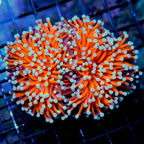 5X4 XL TORCH CORAL - DOUBLE HEADED EXTREME CORALS FAMOUS RADIOACTIVE ORANGE ULTRA GRADE TORCH CORAL-
