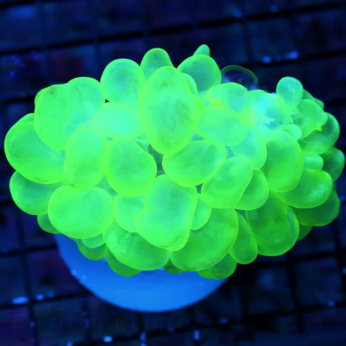 4.5X4 BUBBLE-GLOW IN THE DARK NEON NEON GREEN SUPER COLORED ULTRA GRADE BUBBLE CORAL