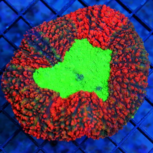 4.5X4 LOBOPHYLLIA-OUSTANDING ULTRA COLORED RED CARPET LOBOPHYLLIA-NEON NEON TOXIC GREEN CENTER!!