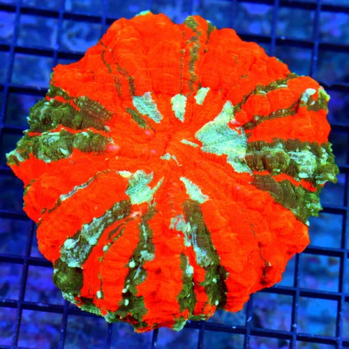 7x7 XL ACANTHOPHYLLIA-SCOTT'S HANDPICKED ULTRA COLORED ULTRA GRADE RAINBOW ACANTHOPHYLLIA-SPECTACULA