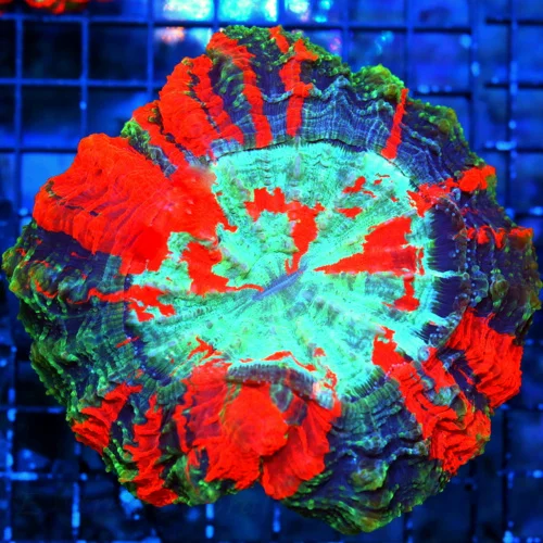 7x7 XL ACANTHOPHYLLIA-SCOTT'S HANDPICKED ULTRA COLORED ULTRA GRADE RAINBOW ACANTHOPHYLLIA-SPECTACULA