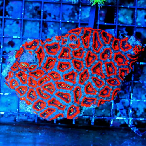 5x4.5 XL MICROMUSSA-VERRY VERY SPECIAL HANDPICKED SUPERMAN MICROMUSSA-THIS IS A COLLECTORS ITEM PIEC