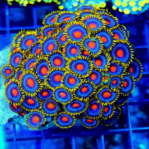 4.5X4.5 ZOANTHID-EXCEPTIONAL COLOR ULTRA GRADE HANDPICKED ULTRA ZOANTHID COLONY!!