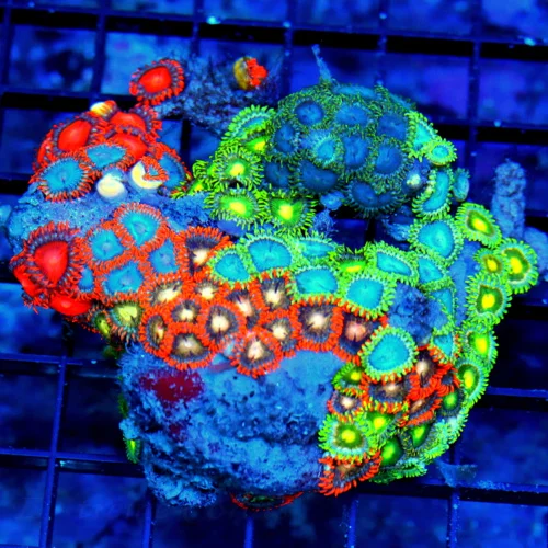 4.5X4.5 ZOANTHID-VERY VERY VERY HARD TO GET  AUSTRALIAN ULTRA GRADE SHOWPIECE ZOANTHID COLONY