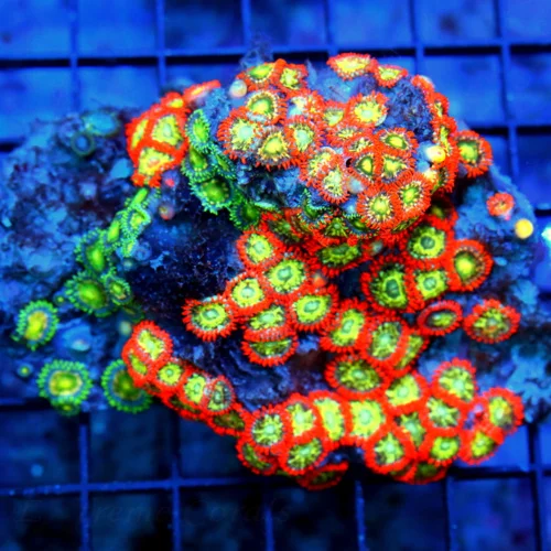 4.5X4.5 ZOANTHID-VERY VERY VERY HARD TO GET  AUSTRALIAN ULTRA GRADE SHOWPIECE ZOANTHID COLONY