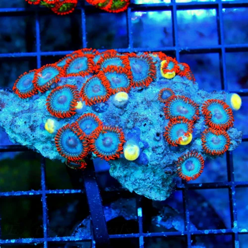 4.5X4.5 ZOANTHID-VERY VERY VERY HARD TO GET  AUSTRALIAN ULTRA GRADE SHOWPIECE ZOANTHID COLONY