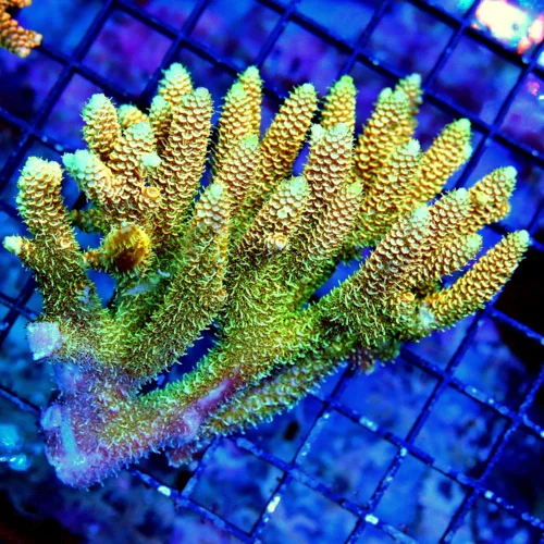 5X4 XL ACROPORA-HANDPICKED ULTRA SOLOMON ISLAND ACROPORA-ARRIVE ALIVE GUARANTEE-SPECTACULAR!!!