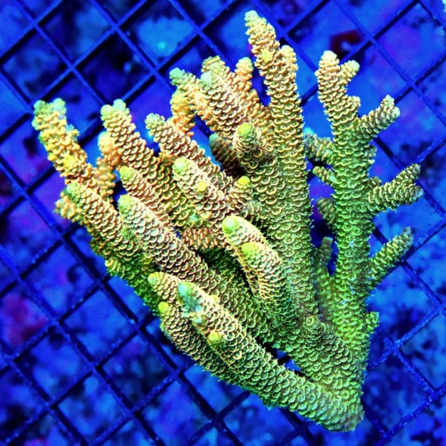 5.5X5.5 XL ACROPORA-HANDPICKED ULTRA SOLOMON ISLAND ACROPORA-ARRIVE ALIVE GUARANTEE-SPECTACULAR!!!
