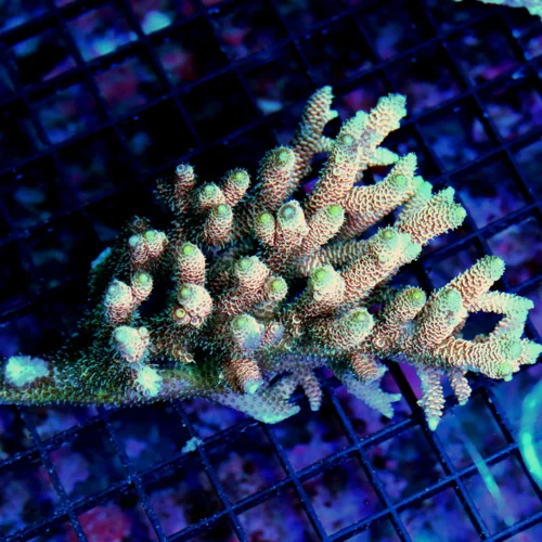 5.5X4 XL ACROPORA-HANDPICKED ULTRA SOLOMON ISLAND ACROPORA-ARRIVE ALIVE GUARANTEE-SPECTACULAR!!!
