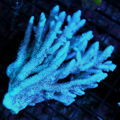 5.5X5 XL ACROPORA-HANDPICKED ULTRA SOLOMON ISLAND ACROPORA-ARRIVE ALIVE GUARANTEE-SPECTACULAR!!!