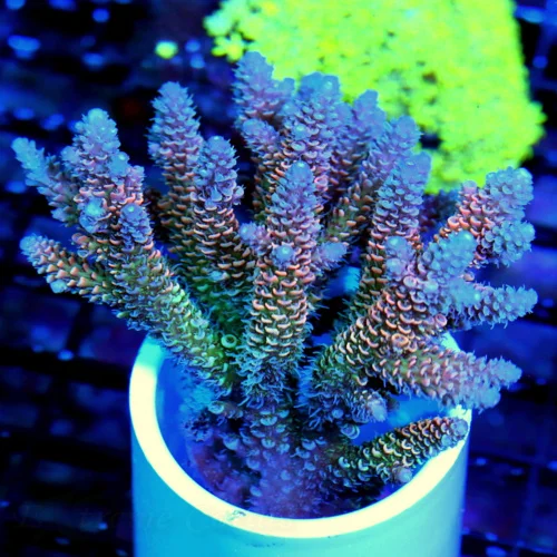 4.5X4 XL ACROPORA-HANDPICKED ULTRA SOLOMON ISLAND ACROPORA-ARRIVE ALIVE GUARANTEE-SPECTACULAR!!!