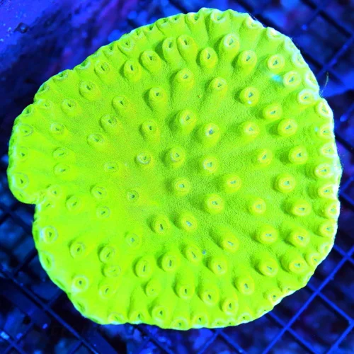 5X5 PAGODA-GLOW IN THE DARK NEON NEON GREEN PERFECT PAGODA CUP CORAL-GREAT SPECIMEN
