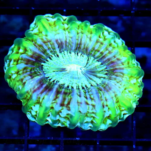 4X4 ULTRA CYNARINA-BEAUTIFUL MULTICOLORED ULTRA NEON GREEN CYNARINA-THIS SPECIMEN IS BEAUTIFUL!!