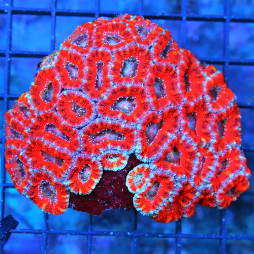 5X4.5 LARGE ACANTHASTREA-LARGE BAD TO THE BONE ULTRA COLORED ACANTHATREA LORDHOWENSIS-COLOR IS AWESO
