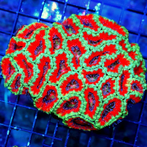 5.5X4.5 LARGE ACANTHASTREA-LARGE BAD TO THE BONE ULTRA COLORED ACANTHATREA LORDHOWENSIS-COLOR IS AWE