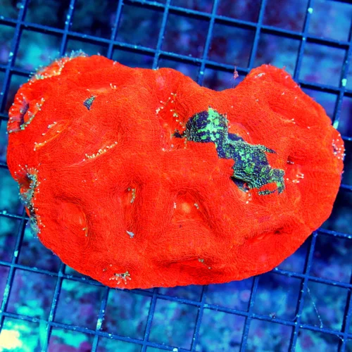 5.5X4 ACANTHASTREA BOWERBANKI-HANDPICKED BY SCOTT-COLLECTOR ITEM-INCREDIBLE SPECIMEN-VERY HARD TO GE