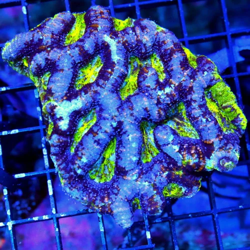 4.5X4 ACANTHASTREA BOWERBANKI-HANDPICKED BY SCOTT-COLLECTOR ITEM-INCREDIBLE SPECIMEN-VERY HARD TO GE