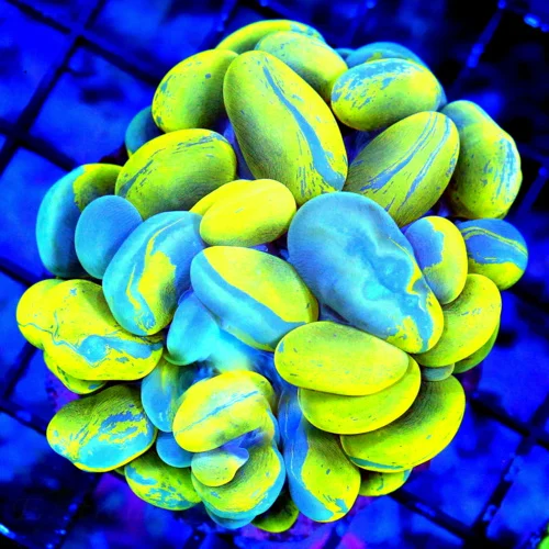 4X4 BUBBLE-IF YOU WANT A VERY SPECIAL PIECE THIS IS IT 10 OUT OF 10 BLUE SPLATTER NEON HIGHLIGHTER Y