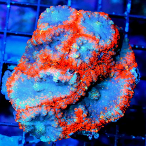 4X4 RHODACTIS MUSHROOM-ULTRA GRADE ULTRA COLORED SHOWPIEE SUPERMAN RHODACTIS MUSHROOM COLONY-OUTSTAN