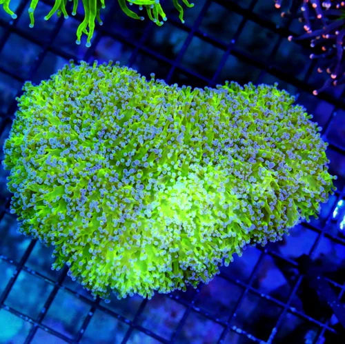 6X5 XXL OCTOSPAWN-SUPER ULTRA GLOWING GREEN BLUE TIPPED XXL OCTOSPWN-VERY SPECIAL COLOR