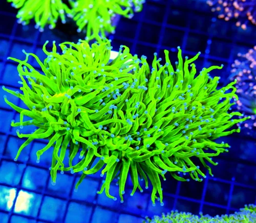 6X5 XXL ULTRA TORCH-TOP GRADE ULTRA ULTRA BRIGHT XXL COTTON CANDY ULTRA TORCH-THESE ARE BEST YOU CAN