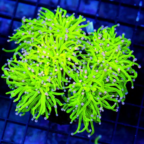 6X6 XXL ULTRA TORCH-TOP GRADE ULTRA ULTRA BRIGHT XXL COTTON CANDY ULTRA TORCH-THESE ARE BEST YOU CAN