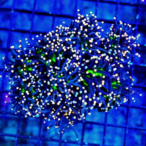 6X5 XXL ULTRA TORCH-GIAN NEON NEON GREEN CENTERED PINK TIPPED JOKER TORCH-COLLECTORS ITEM!!