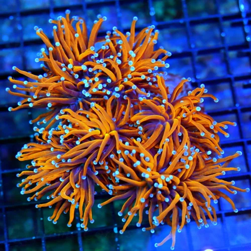 6.5X6.5 GIANT ULTRA TORCH-SUPER SUPER 24K-NY KNICKS MORPH ULTRA COLLECTORS ITEM TORCH GIANT SPECIMEN