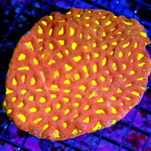 5.5x5.5 ULTRA FAVITES-OUTSTANDING NEON NEON RED YELLOW EYED ULTRA COLORED ULTRA GRADE FAVITES!