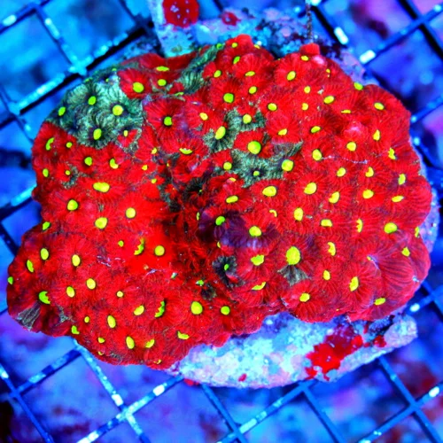 4.5x4 FAVITES-SUPER BAD TO THE BONE NEON RED SUPER YELLOW EYED MULTICOLORED WAR CORAL FAVITES