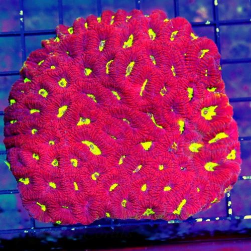 5X5 FAVITES-LARGE ULTRA RED NEON NEON YELLOW EYED HANDPICKED FAVITES-COLOR IS AWESOME!!