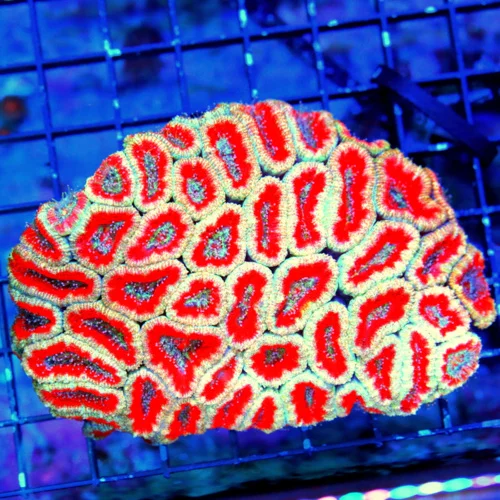 5.5X4.5 LARGE ACANTHASTREA-LARGE BAD TO THE BONE ULTRA COLORED ACANTHATREA LORDHOWENSIS-COLOR IS AWE