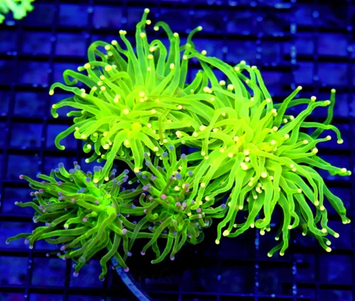 6Z6 XXL CENTERPIECE TORCH-GLOW IN THE DARK BICOLORED ULTRA HANDPICKED BY SCOTT SHOWPIECE TORCH CORAL