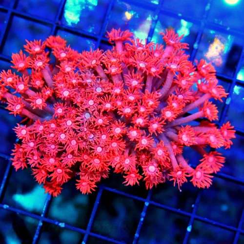 4" GONIOPORA-AWESOME INDO ULTRA COLORED ULTRA GRADE NEON CHERRY BOMB RED GONIOPORA