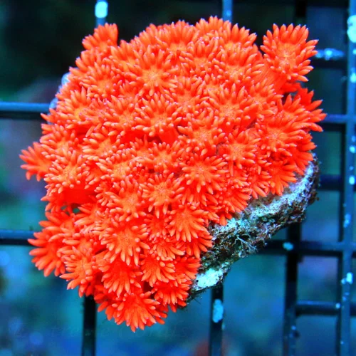 2" GONIOPORA-VERY VERY VERY RARE COLORED ORANGE RED INDO GONIOPORA-GOING TO BE SPECTAULAR WHEN IT GR