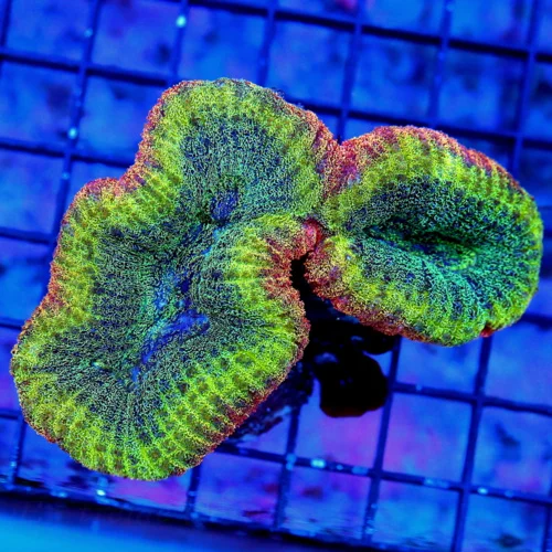 4.5X3 LOBOPHYLLIA-TRICOLORED ULTRA GRADE LOBOPHYLLIA-THIS SPECIMEN IS VERY VERY SPECIAL!!